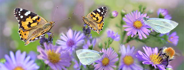 Sommerfugle i forskellige farver sidder i lilla blomster